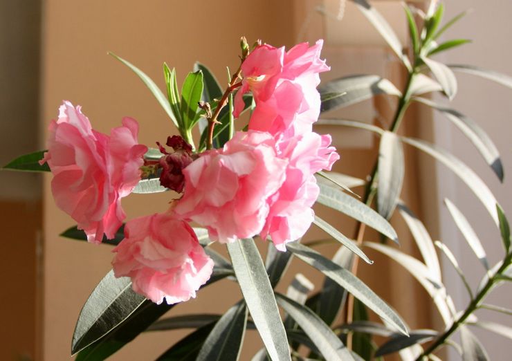 Oleander φροντίδα στο σπίτι