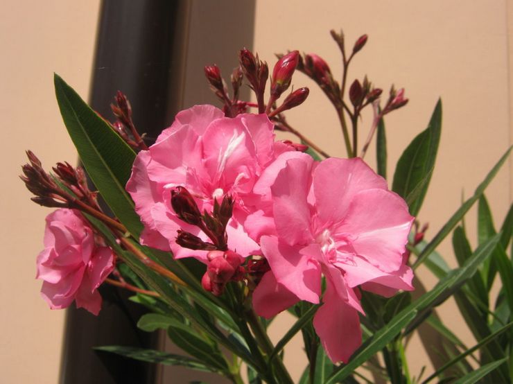 Oleander