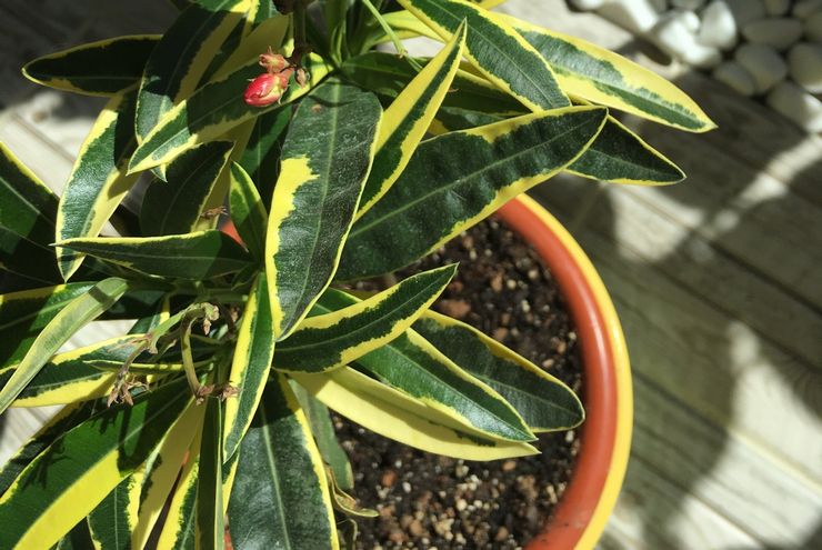 Voksende oleander