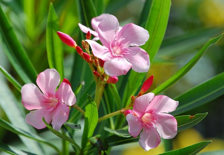 Oleander kukkii