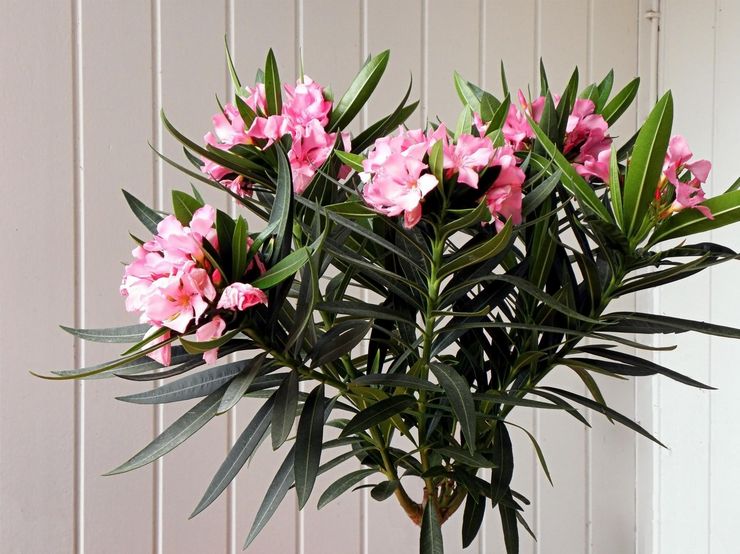 Oleander plante