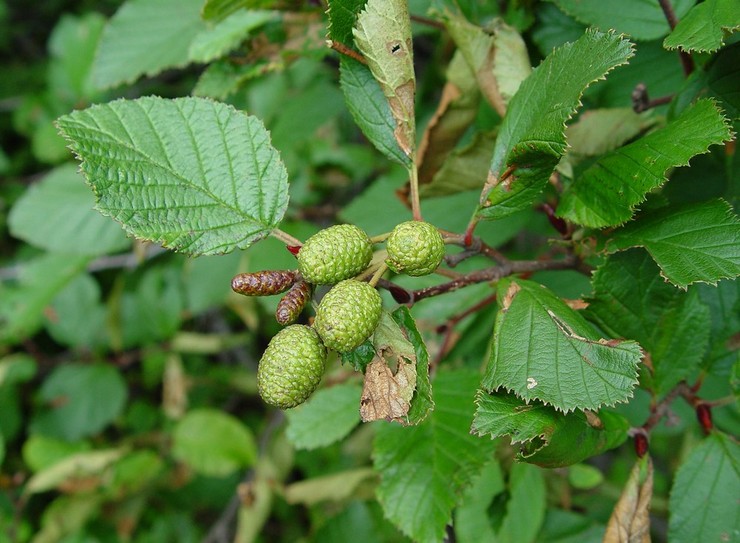 Alder beskrivelse