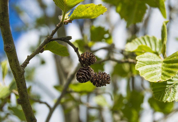 Alder μαύρο