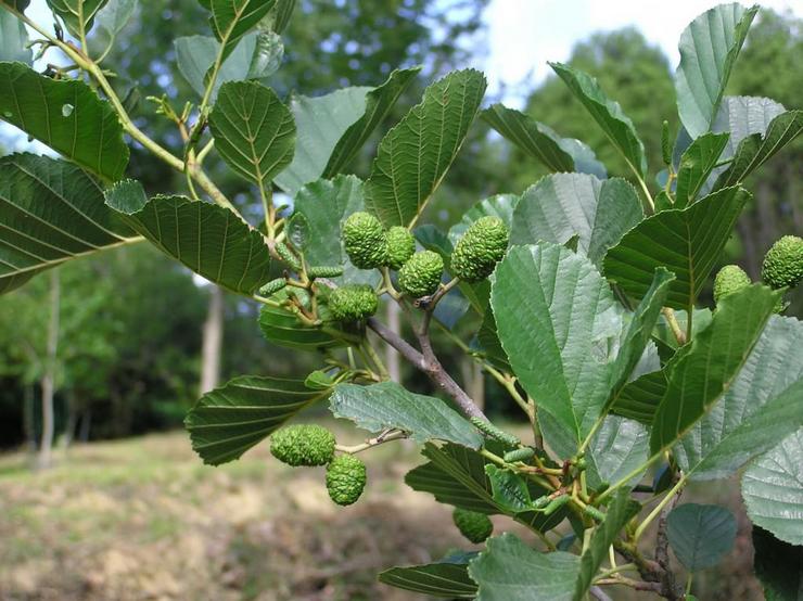 Alder γκρι