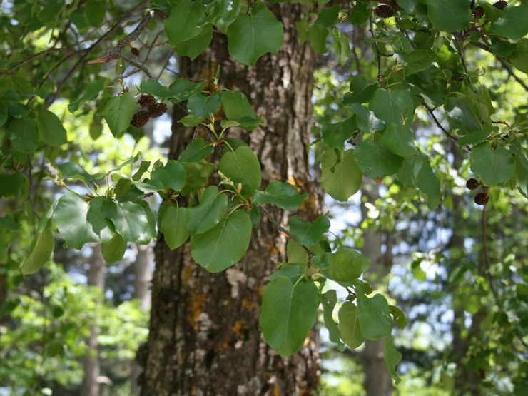 Ιδιότητες δέντρων Alder