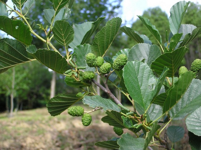 تطبيق في الطب من الأقماع من infructescence