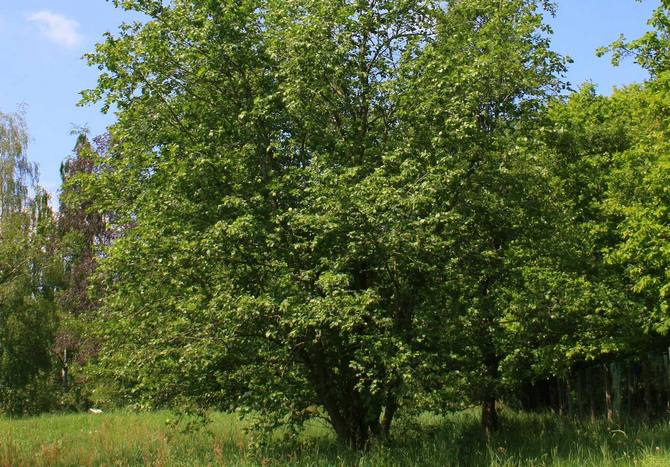 Το Alder είναι γκρι. Φωτογραφία και περιγραφή