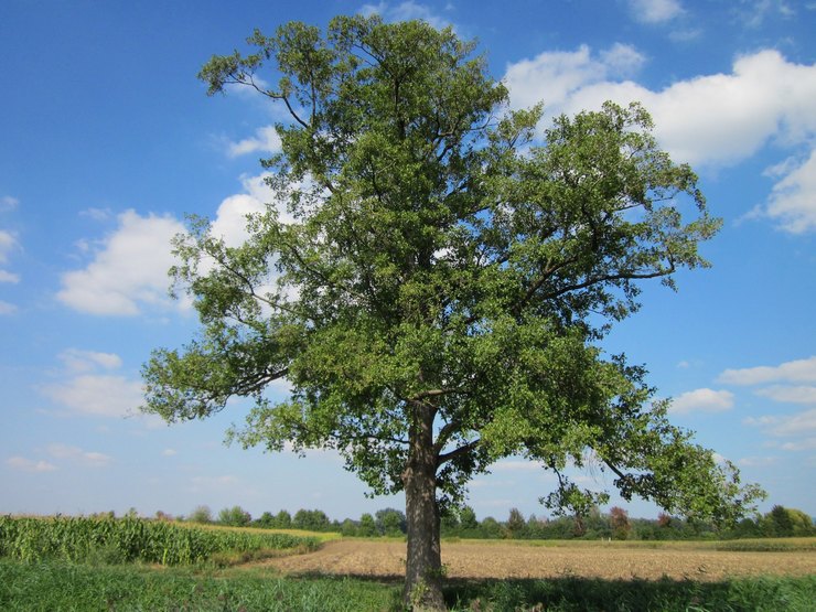 Alder tree