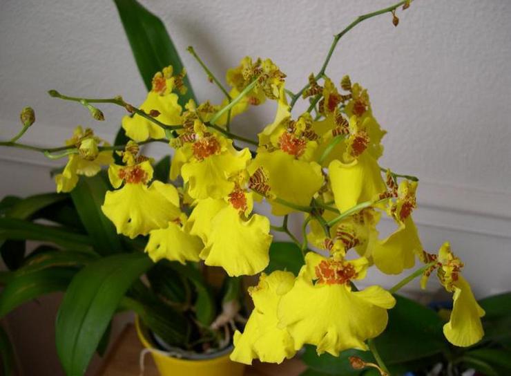 Pleje af oncidium derhjemme