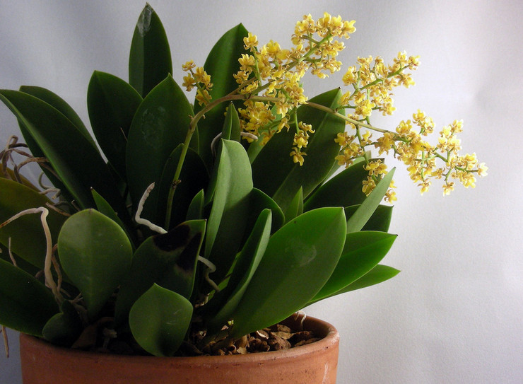 Oncidium kan vokse godt både ved 40% luftfugtighed og ved 70%