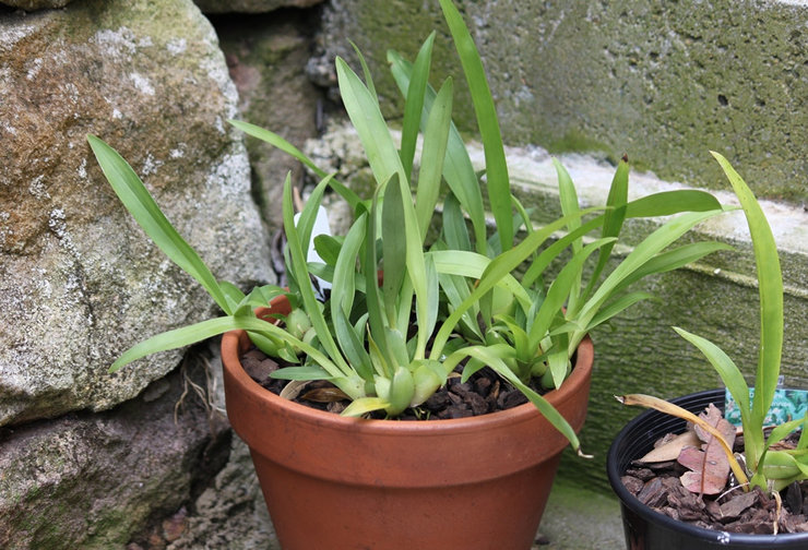 For at dyrke oncidium kan du bruge en færdiglavet blanding fra en specialbutik eller forberede dig selv