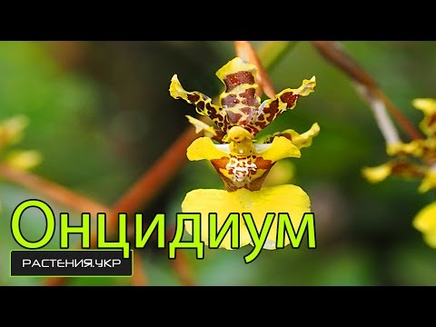 Orkidéarter / Oncidium Orchid
