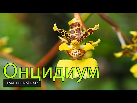 Ορχιδέα / Oncidium Orchid