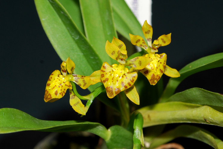 Oncidium - φροντίδα στο σπίτι. Καλλιέργεια ορχιδέων oncidium, μεταφύτευση και αναπαραγωγή. Περιγραφή. φωτογραφία