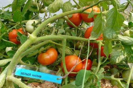 Ifølge beskrivelsen af ​​tomatsorten Hvid påfyldning har den en tæt hud, der er modstandsdygtig over for revner.