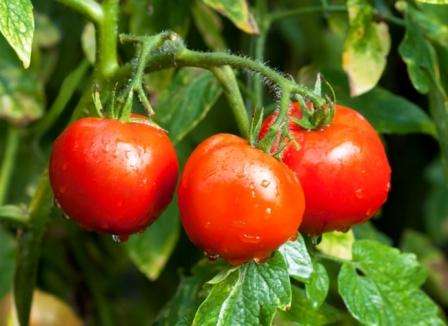 وفقًا للبستانيين ، يمكن تسمية هذه الطماطم بأنها واحدة من أفضل الأنواع التي تم تربيتها خلال حقبة الانتقاء السوفياتي في الستينيات.