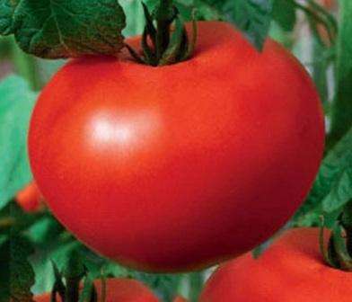 حشوة الطماطم البيضاء: خصائص ووصف الصنف واستعراضات البستانيين