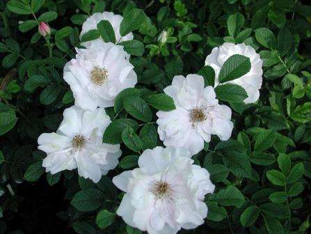 Milovníci bielych kvetov si obľúbia túto kanadskú odrodu ruží. Veľkosť kríka Henryho Hudsona je až 1,5 m so šírkou až 1,25 m.