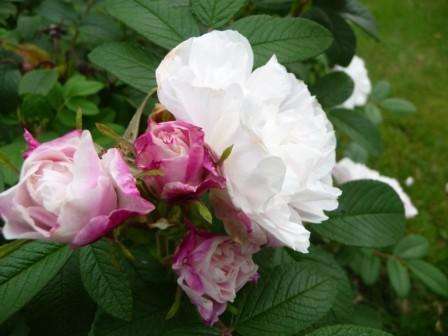 En anden type hvid canadisk rose er Louise Banier. Ifølge beskrivelsen fra opdrætterne har denne sort store blomster,