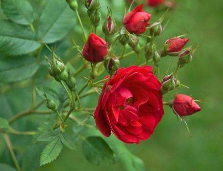 Καναδικά τριαντάφυλλα: περιγραφή ποικιλιών φωτογραφιών