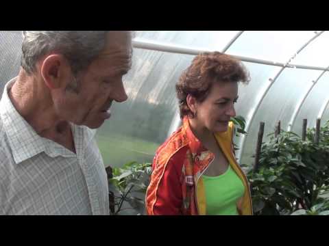Super peberfrugt i et drivhus på 6 hektar!. Websted