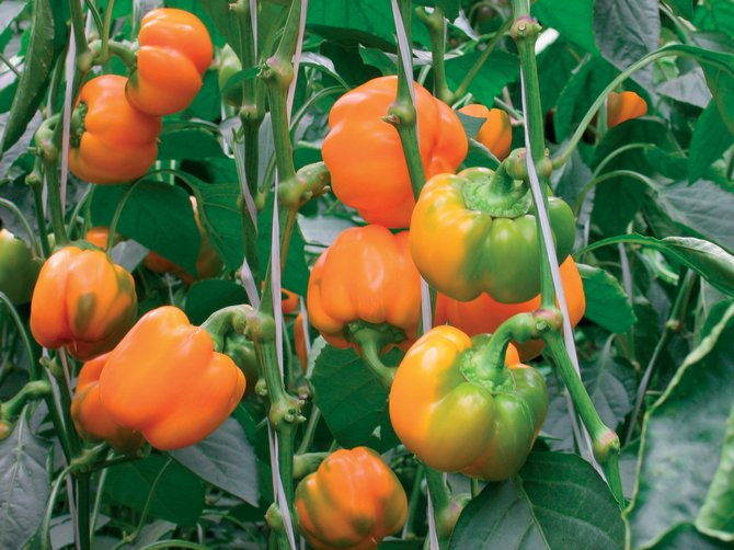 Ο καλύτερος τρόπος για να καλλιεργήσετε πιπεριές στο θερμοκήπιο και σε εξωτερικούς χώρους