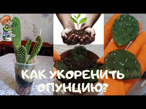 Πώς να ριζώσετε έναν ανεπιτήδευτο ταχέως αναπτυσσόμενο κάκτο φραγκοσυκιού (Opuntia); Πολλαπλασιασμός με μοσχεύματα