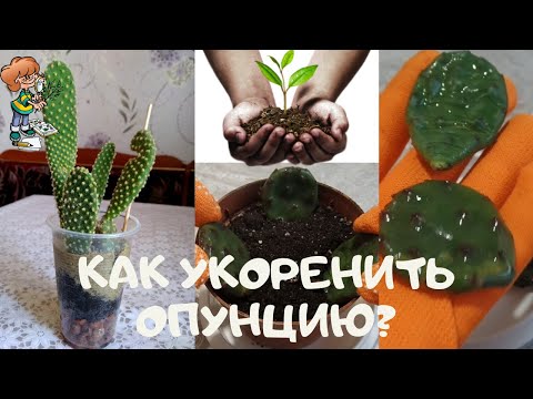 كيفية استئصال صبار الإجاص الشائك سريع النمو (Opuntia)؟ التكاثر بالعقل