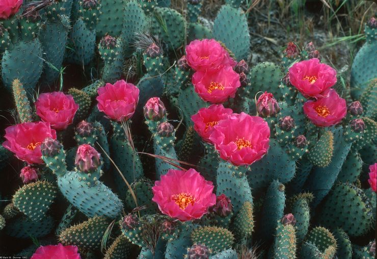 Opuntia hjem