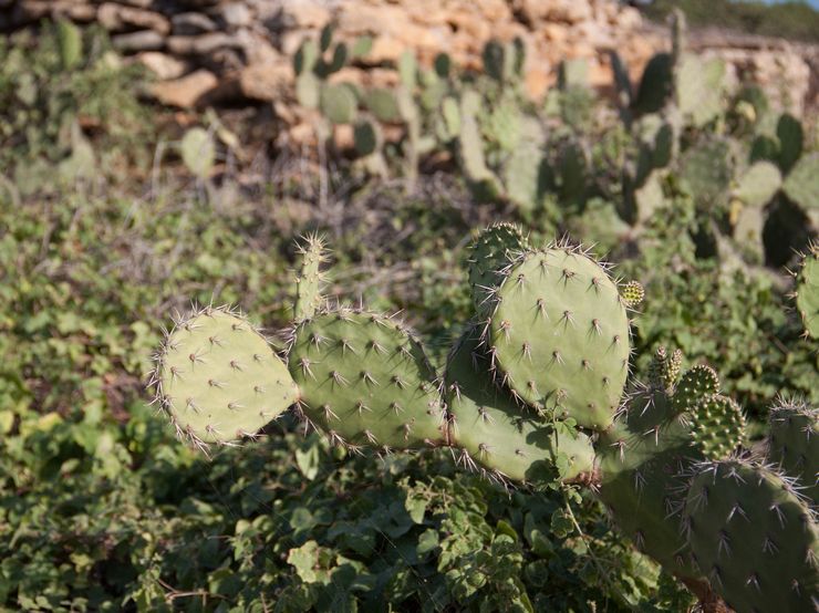 Opuntia كوراسافسكايا