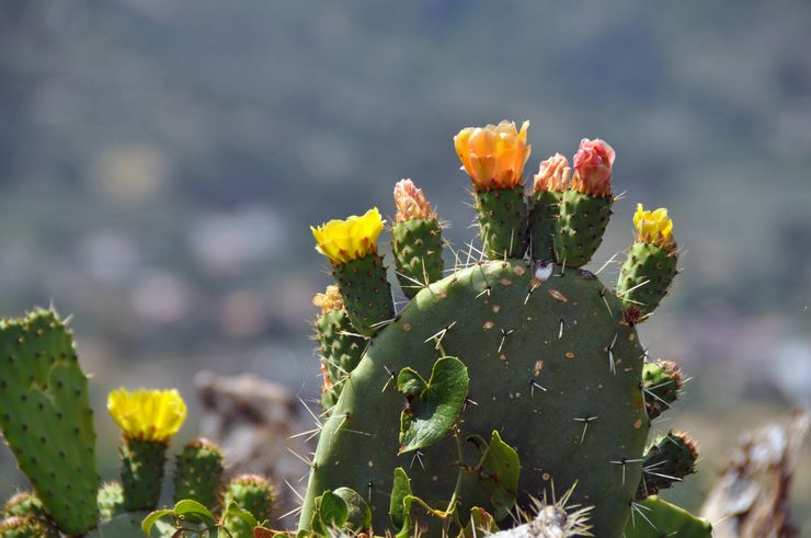 Blomstrende stikkende pære