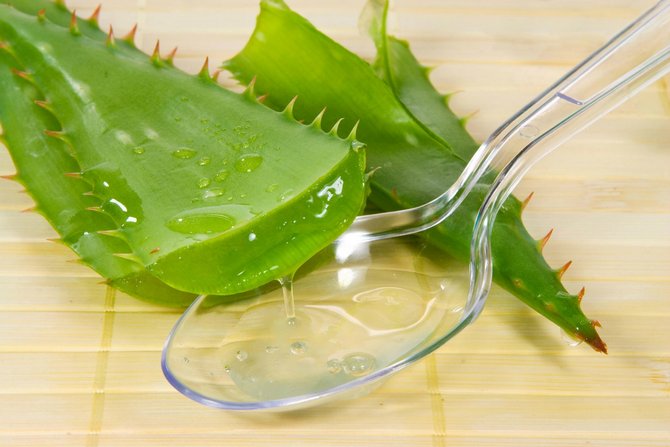 Aloe -tyyppinen lääkekasvi on kuuluisa lääkemehustaan ​​ja kasvaa monissa asunnoissa kotilääkärinä