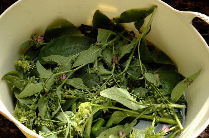 Økologisk Comfrey -gødning