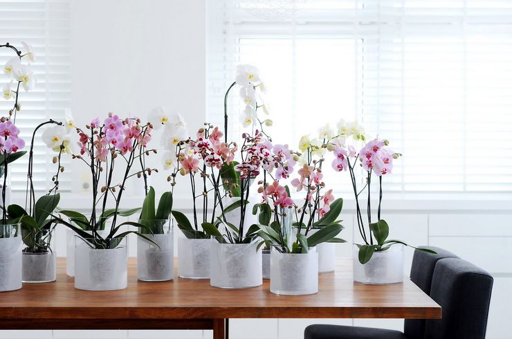 Feng Shui orkidé
