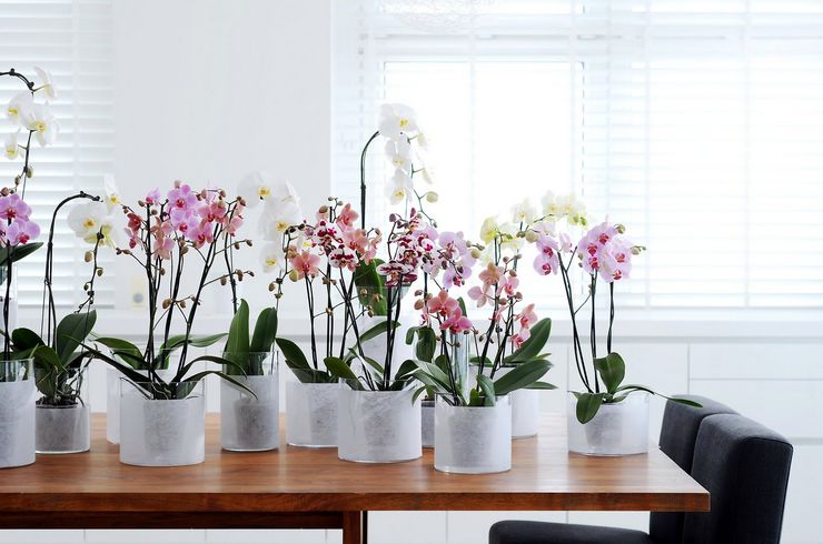 Feng Shui orchidea