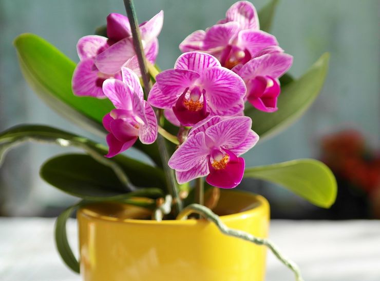 Popis orchidey