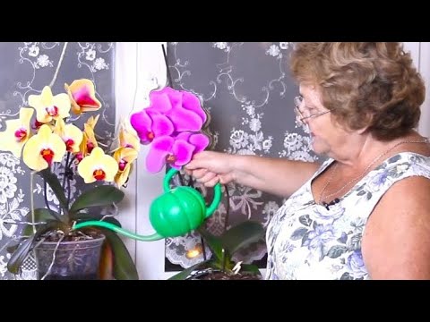 Orkideer vil blomstre som vanvittige - GØR som mig