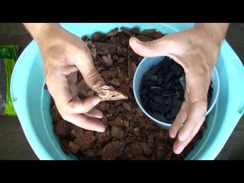 Du skal plante orkideer i it, og de vil leve i årtier