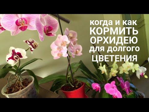 Kedy a ako nakŕmiť ORCHIDU, aby orchidea kvitla dlhšie a veľkolepejšie