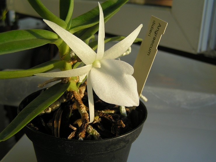Pleje af Angrekum orkidé derhjemme
