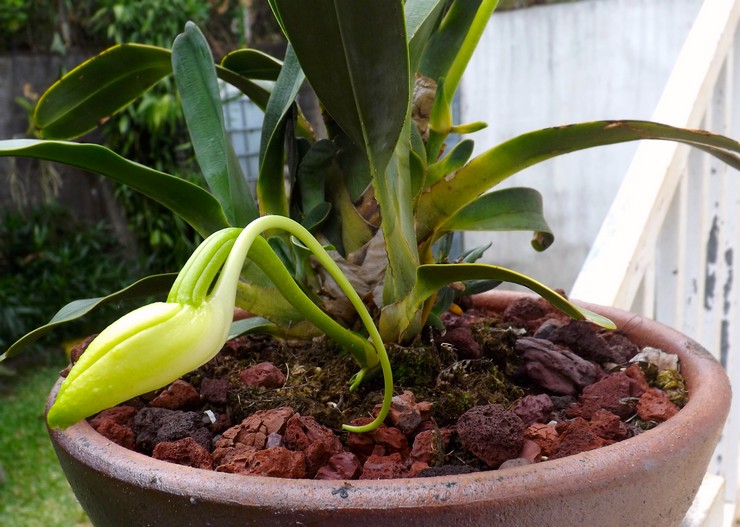 Angrekum orkidé