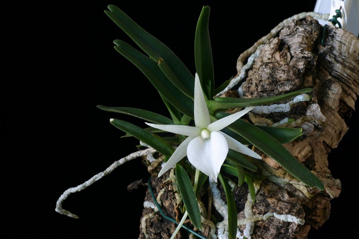 Orchidea Angrekum