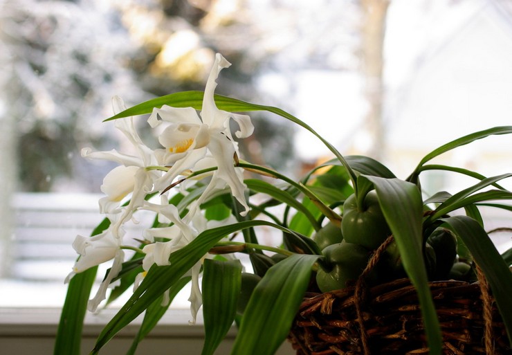 Sellogiini -orkidean hoito kotona