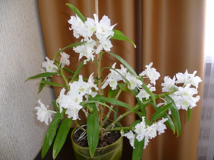 Celloginova orchidea