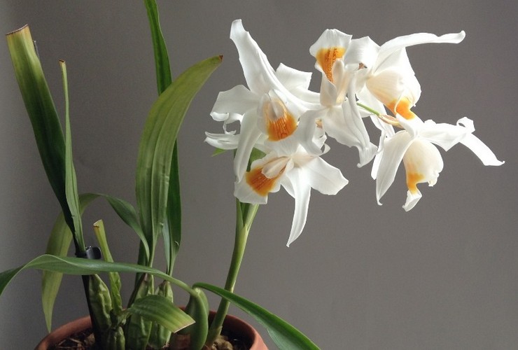Sellogiini -orkideoiden jalostusmenetelmät