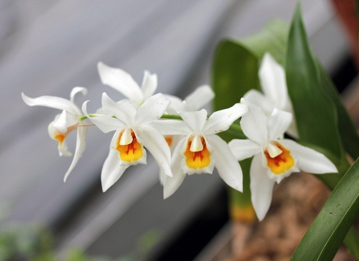 Celloginova orchidea