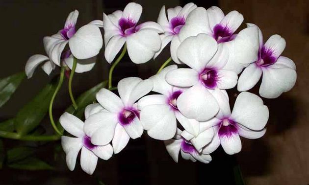 orchidea tohto poddruhu netoleruje nadmernú pôdnu vlhkosť