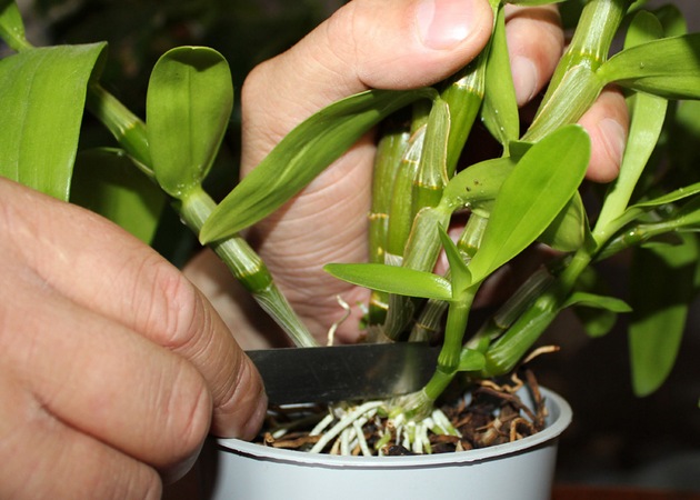 Vrchný obväz je predpokladom udržania ušľachtilej orchidey.