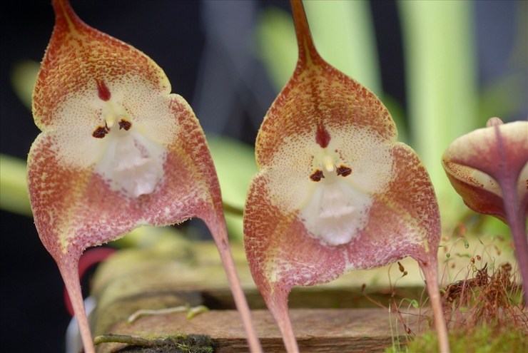Beskrivelse af dracula orkidé