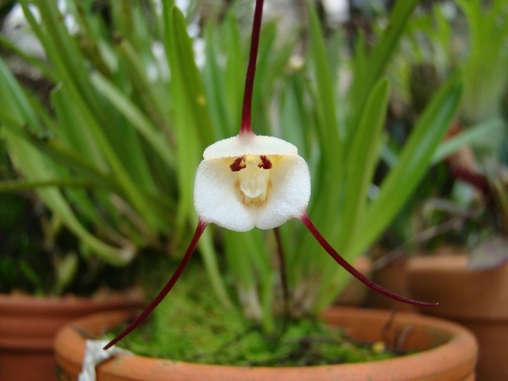 Starostlivosť o orchideu Dracula doma